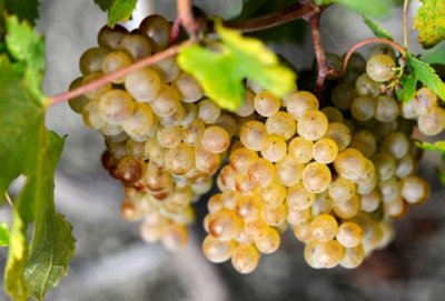 Biancolella. Un grande vitigno autoctono italiano
