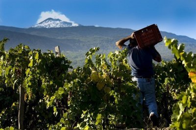 “A Muntagna”, i vini dell’Etna