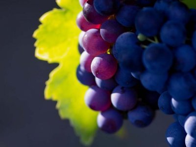 Tre falsi miti sul vino ed una verità