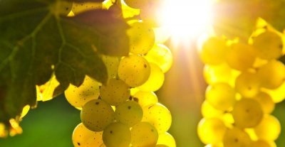 Gewurztraminer: l'uva di Termeno cresciuta in Alsazia