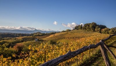 Il Friuli ed i suoi grandi vini