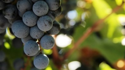 Il Vino senza solfiti. Parte 2