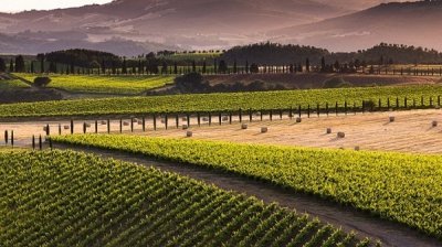 Montalcino: quando il vino fa economia