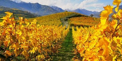 Prié Blanc: un vitigno di alta montagna