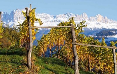 Il Trentino ed i suoi vini