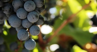 Come nasce il vino? Qual è il processo che trasforma il succo d’uva nel nettare tanto amato da Bacco?