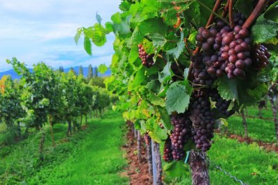 La vendemmia: i costi della raccolta delle uve da vino