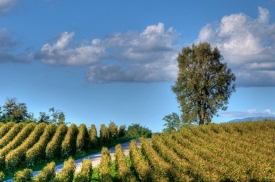 Franciacorta. Origine del nome | WinePoint
