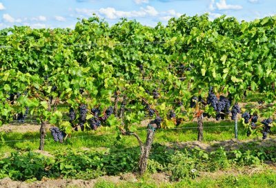 Vino biologico: normativa e vinificazione