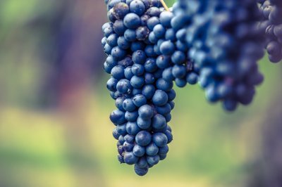 Ampelografia: lo studio e la classificazione dei vitigni