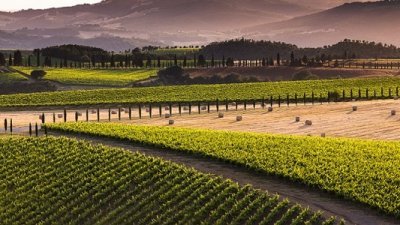 La Toscana ed i suoi vini