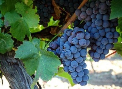 Le differenze nei vini a seconda della varietà di uve e di terroir