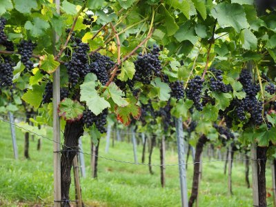 Vespolina: il vino color rubino dall’uva delle vespe