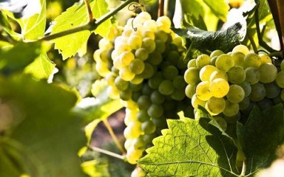 Lugana: produzione, vitigni e abbinamenti