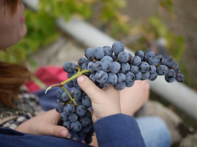 Nero d’Avola: tutte le informazioni su uve e vino