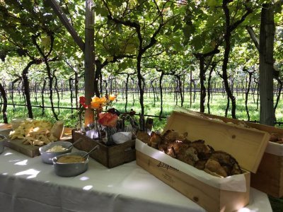 Vini rossi dell’Alto Adige: storia della tenuta Cantina Balter
