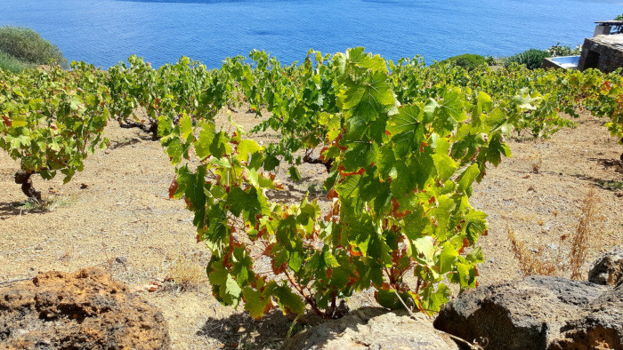 La viticoltura ad alberello patrimonio dell'Unesco
