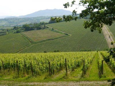 San Patrignano: i vini più eleganti delle Romagna