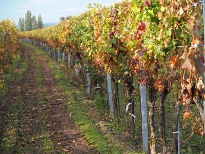 Vino in cantina: gli antichi vitigni della Odoardi