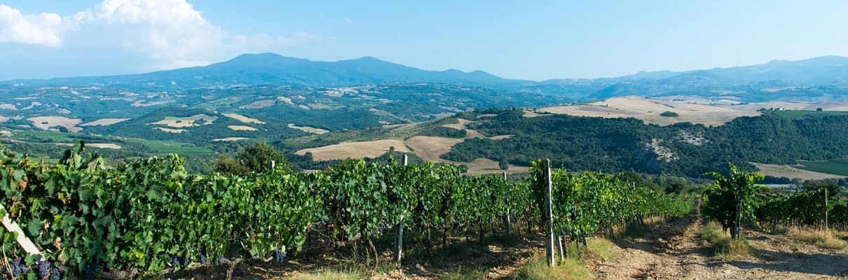 Vendita Brunello di Montalcino DOCG Ciacci Piccolomini d'Aragona